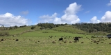 Cows in field