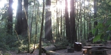 Memorial Park Sequoia Area